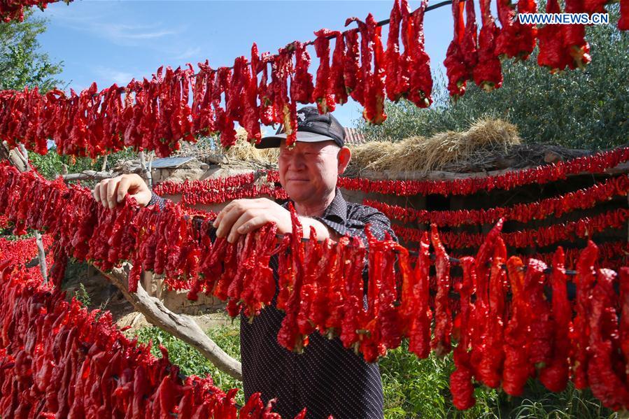 #CHINA-XINJIANG-BARKOL-CHILI HARVEST (CN)