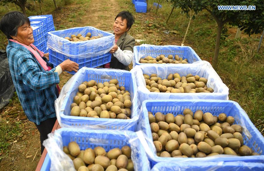 CHINA-ANHUI-FEIXI-KIWI FRUIT (CN)