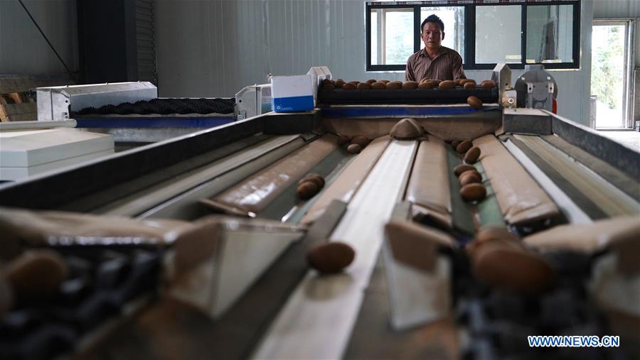 CHINA-JIANGXI-KIWI FRUIT-PLANTING (CN)