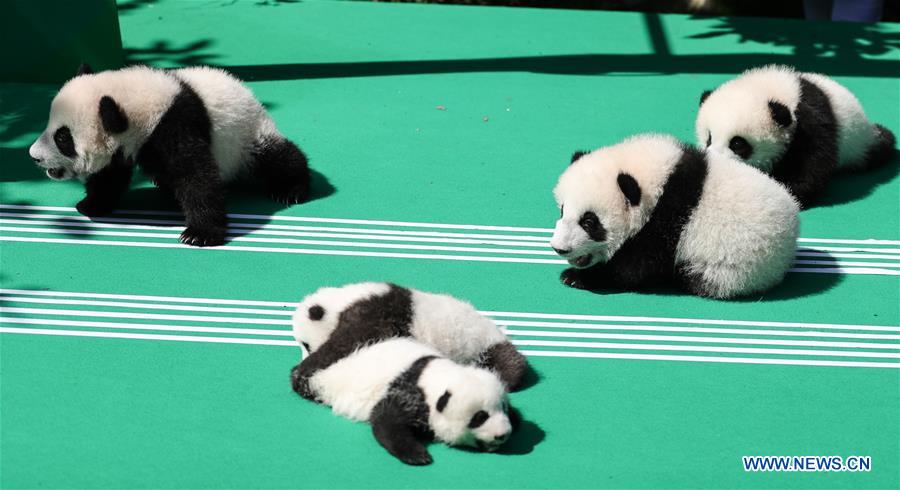 CHINA-CHENGDU-GIANT PANDA-CUBS (CN)