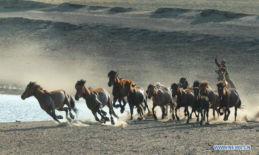 #CHINA-INNER MONGOLIA-GRASSLAND-HERDING (CN)