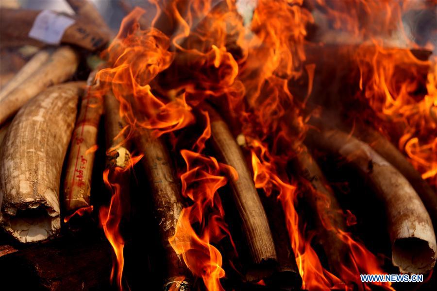 MYANMAR-NAY PYI TAW-ELEPHANT IVORY AND WILDLIFE PARTS-DESTURCTION CEREMONY