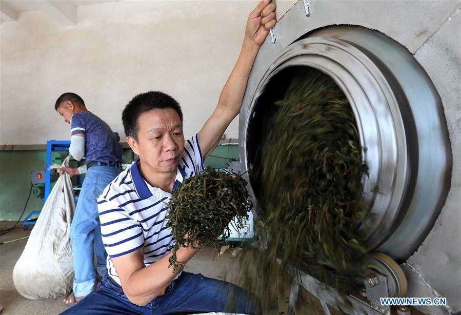 #CHINA-FUJIAN-AUTUMN TEA-HARVEST (CN) 