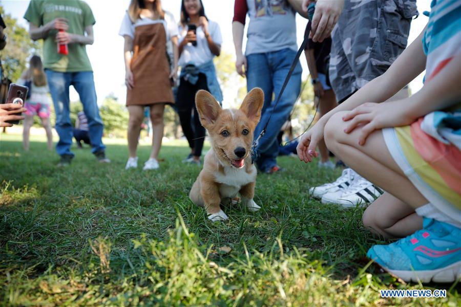 U.S.-WASHINGTON D.C.-CORGIS 