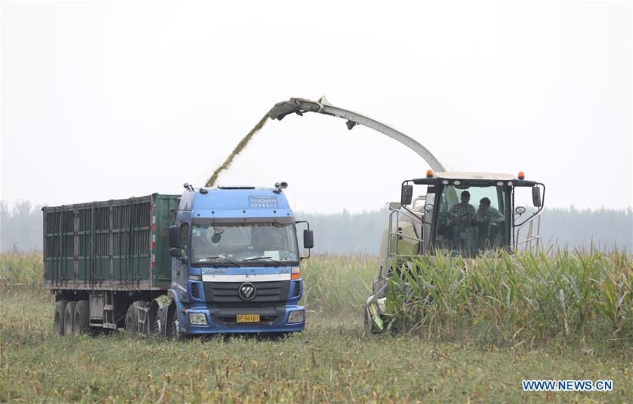 CHINA-HEBEI-AGRICULTURE-FODDER-SILAGE (CN)