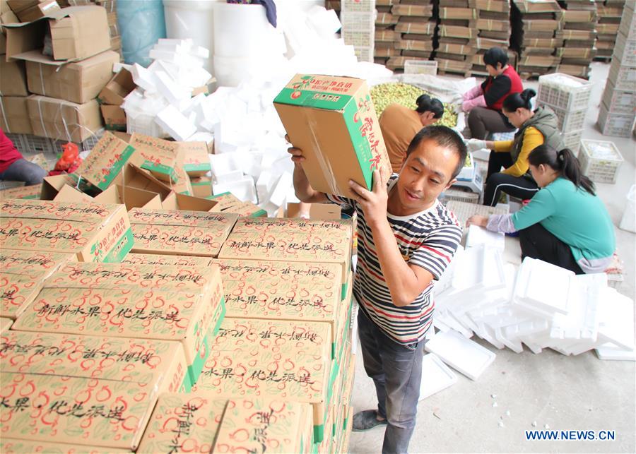 #CHINA-SHANDONG-BINZHOU-JUJUBE-HARVEST (CN)