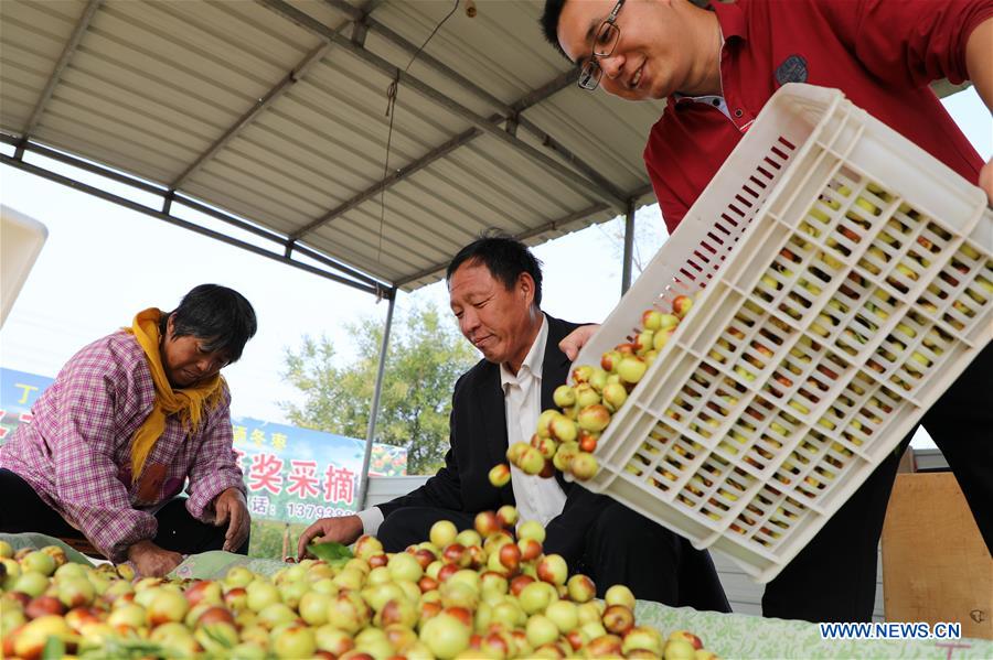 #CHINA-SHANDONG-BINZHOU-JUJUBE-HARVEST (CN)