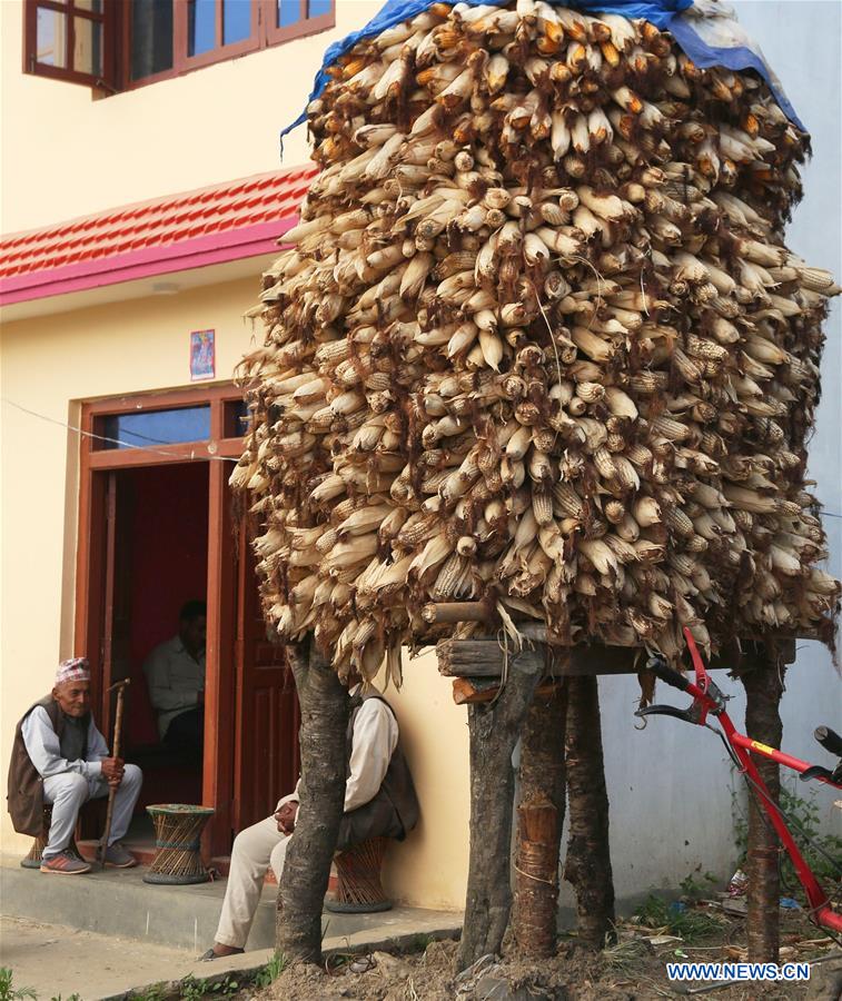 NEPAL-BHAKTAPUR-HARVEST-CORNS