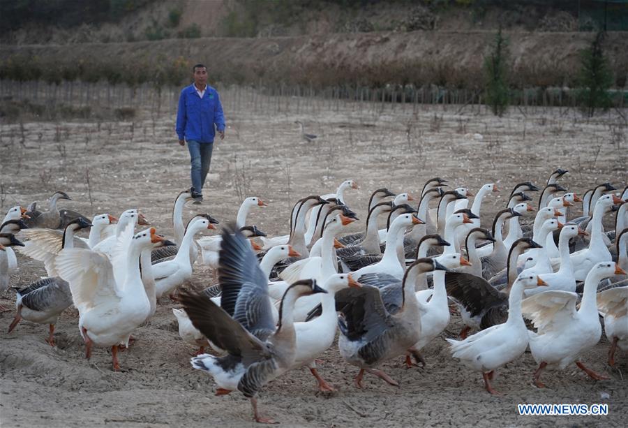 CHINA-SHAANXI-LUOCHUAN-UNDER-FOREST ECONOMY (CN)