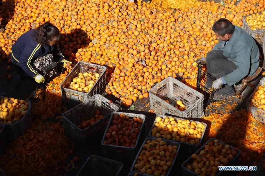 #CHINA-HEIBEI-JINGXING-PERSIMMON (CN)