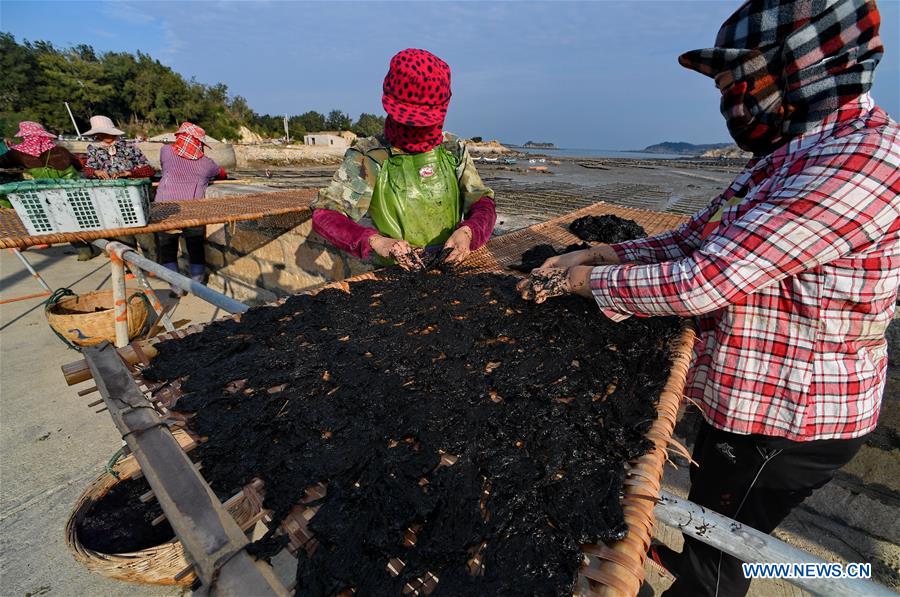 CHINA-FUJIAN-PUTIAN-LAVER HARVEST (CN)