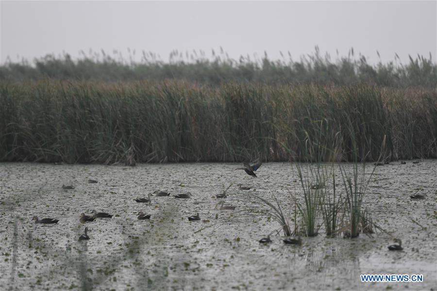 CHINA-NINGBO-HANGZHOU BAY-WETLAND-AUTUMN SCENERY(CN)