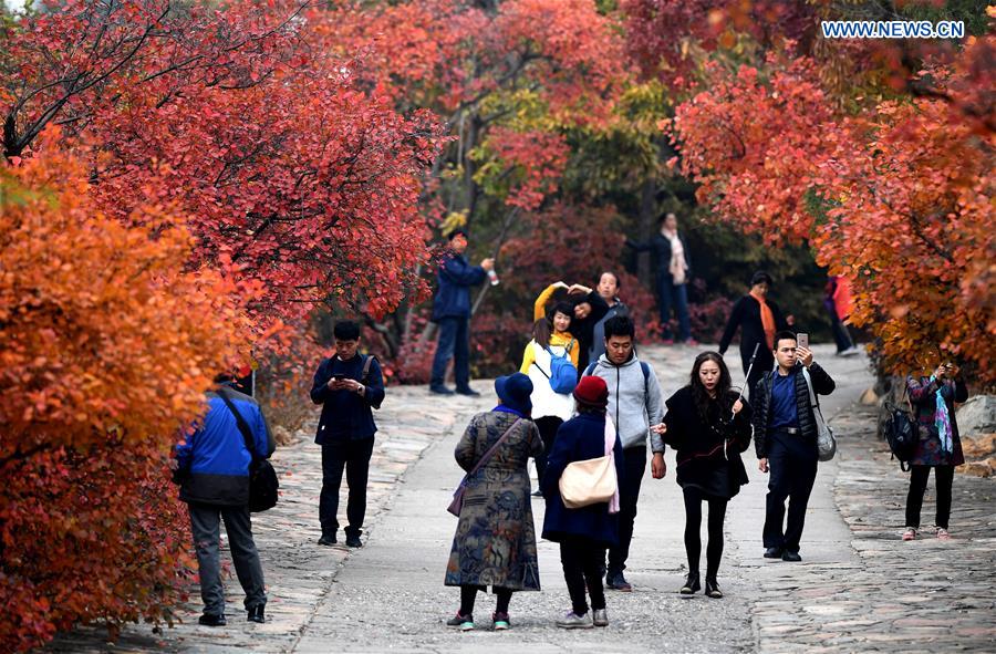 CHINA-BEIJING-BADACHU-AUTUMN SCENERY(CN)