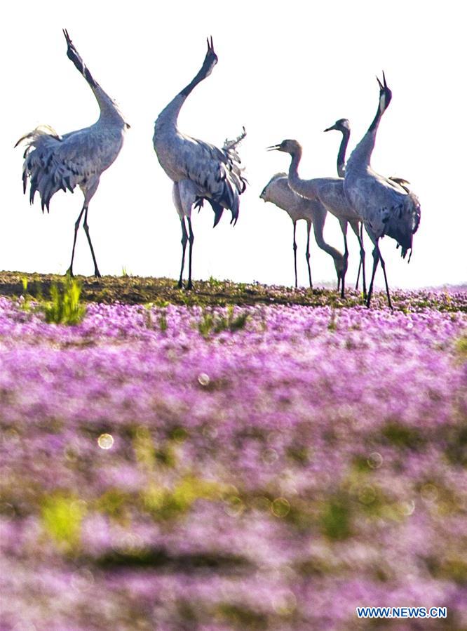 #CHINA-JIANGXI-POYANG LAKE-MIGRATORY BIRDS (CN)