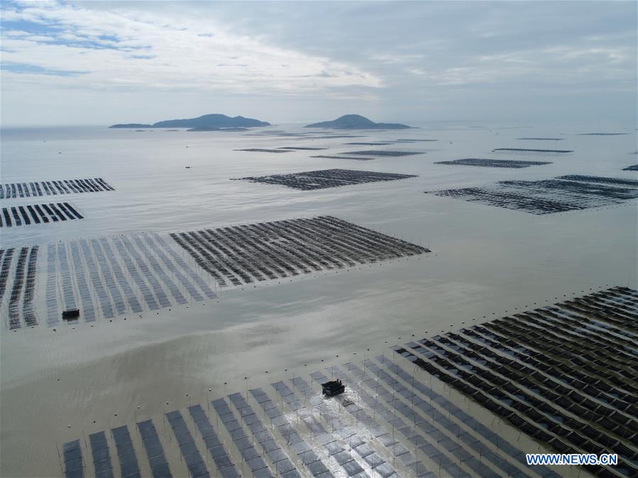 CHINA-FUJIAN-XIAPU-SEAWEED-HARVEST(CN)