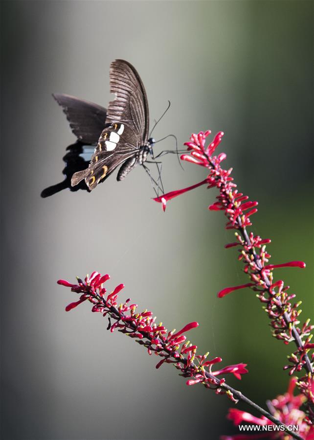 CHINA-FUZHOU-FLOWERS-BUTTERFLY (CN) 