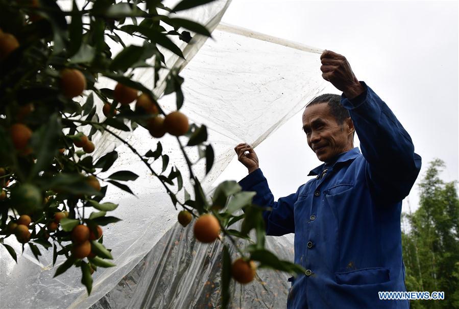 CHINA-GUANGXI-KUMQUAT (CN)