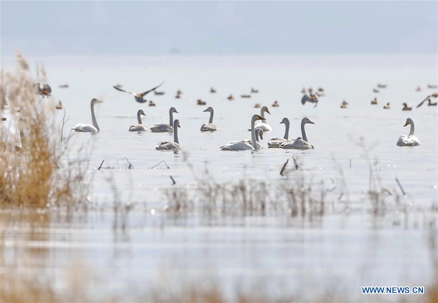 CHINA-HEBEI-HUAILAI-SWANS (CN)