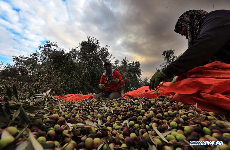 JORDAN-JERASH-FARMERS-OLIVES-PICKING