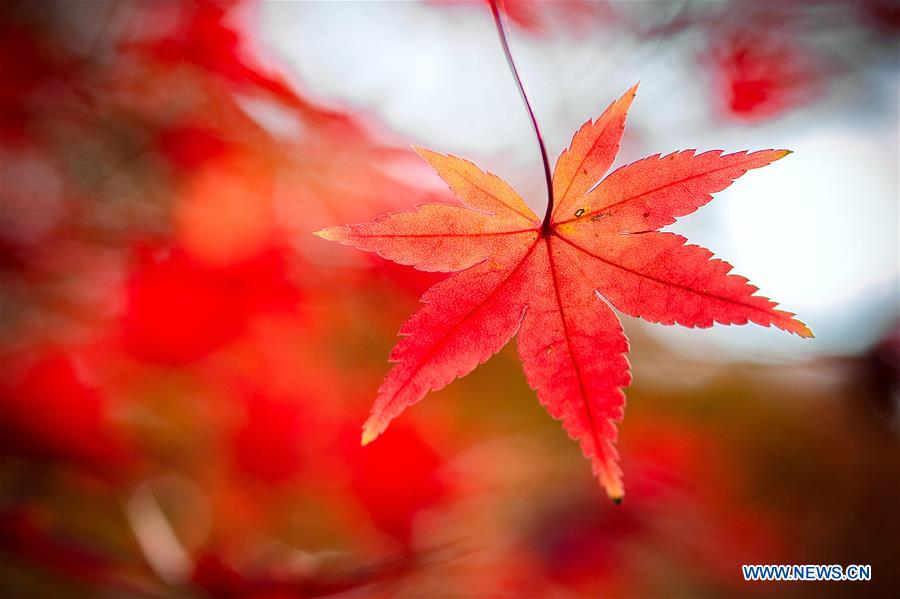 #CHINA-NANJING-MAPLE LEAVES (CN)