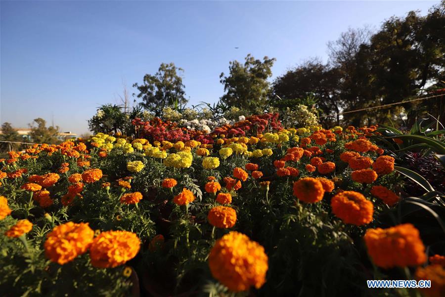 PAKISTAN-ISLAMABAD-AUTUMN FLOWER SHOW