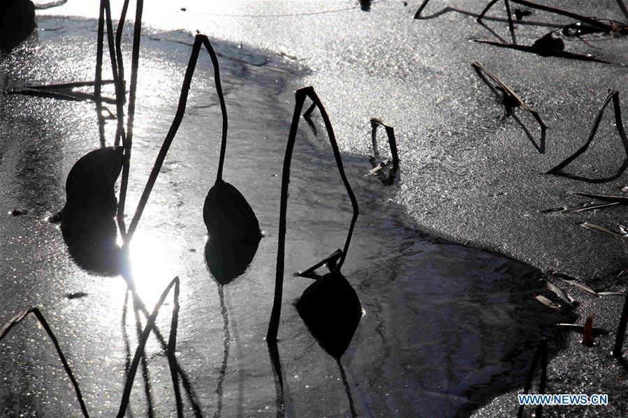 #CHINA-SHANDONG-BINZHOU-WITHERED LOTUS (CN)