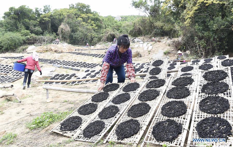 #CHINA-GUANGDONG-NAN'AO-DRIED LAVER (CN) 