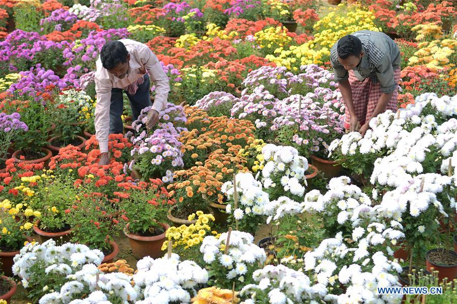 INDIA-TRIPURA-FLOWER NURSERY