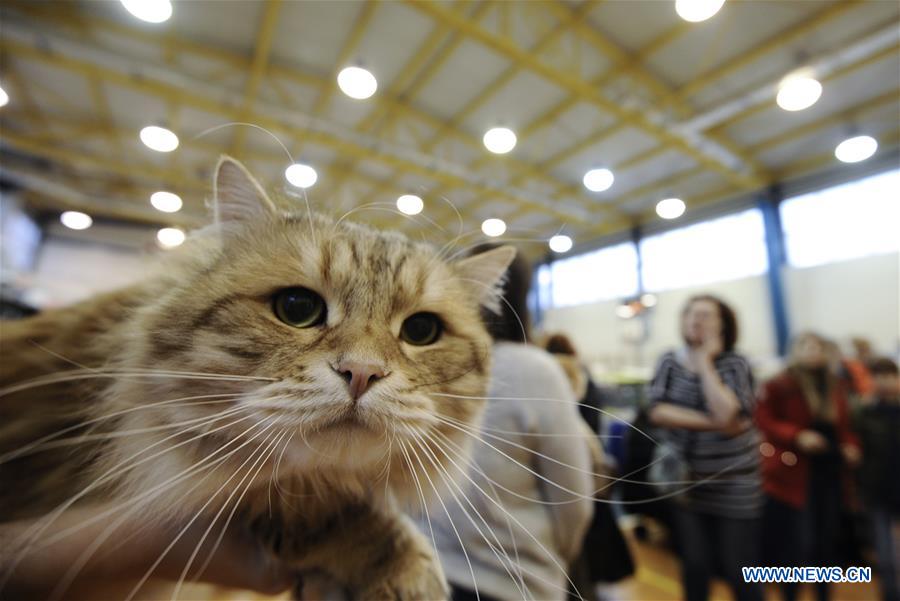 POLAND-WARSAW-CAT SHOW