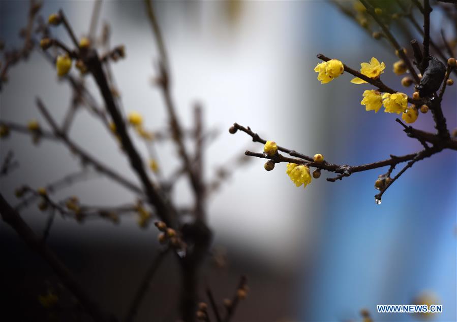 #CHINA-JIANGSU-HUAI'AN-PLUM BLOOSSOM (CN)