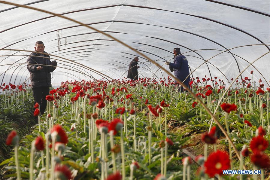 #CHINA-JIANGSU-AGRICULTURE-FLOWER (CN)