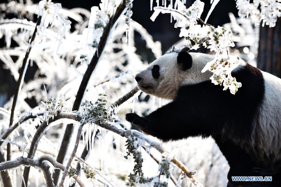 CHINA-JINAN-WINTER-GIANT PANDA (CN)