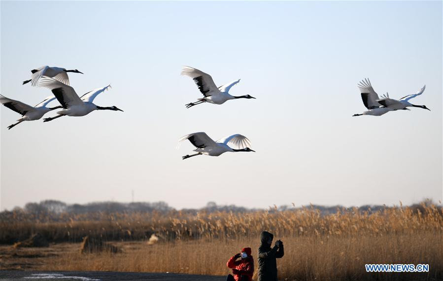 CHINA-HEILONGJIANG-RED-CROWNED CRANES (CN)