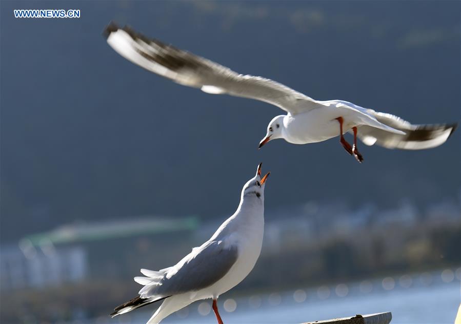 CHINA-KUNMING-RED-BILLED GULLS (CN)