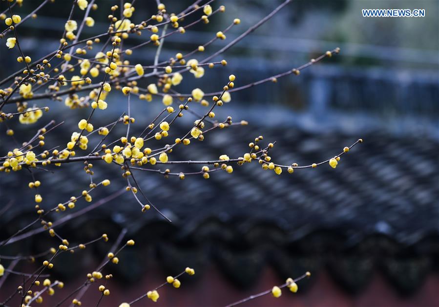 CHINA-HANGZHOU-WINTER BLOSSOMS (CN)