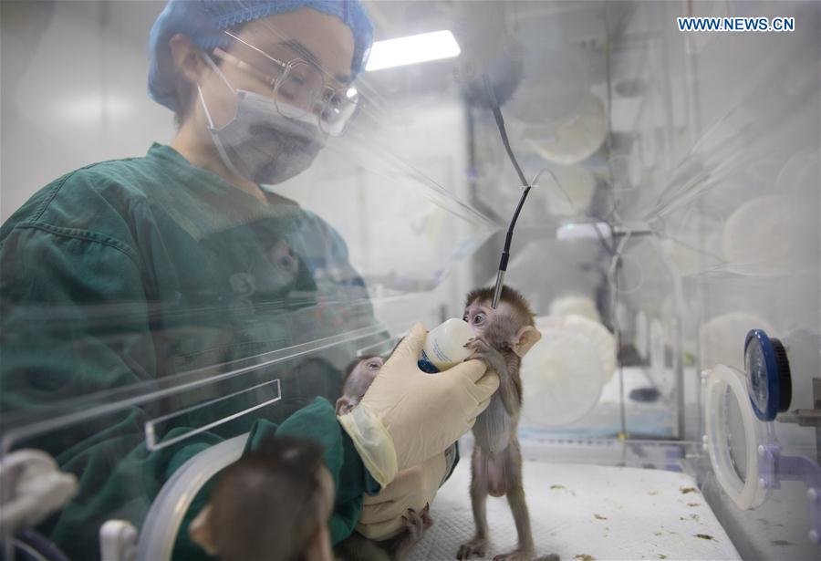 CHINA-SHANGHAI-GENE-EDITED MONKEYS (CN) 