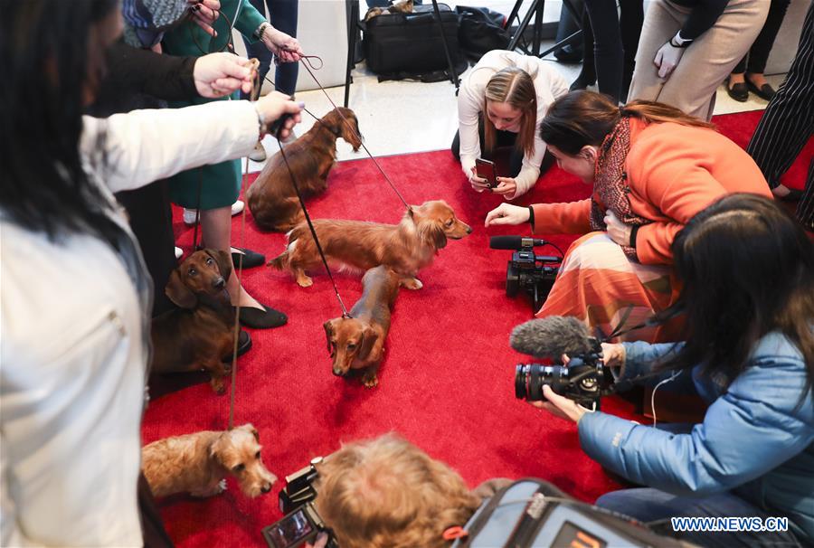 U.S.-NEW YORK-DOG SHOW-PRESS PREVIEW