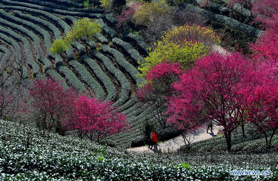 CHINA-FUJIAN-CHERRY-TEA GARDEN (CN)