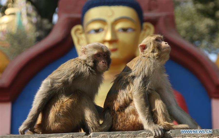 NEPAL-KATHMANDU-SWAYAMBHUNATH TEMPLE-MONKEYS