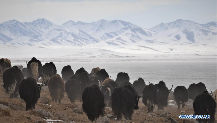 (InTibet) CHINA-TIBET-WINTER-HERDSMEN-LIFESTYLE (CN)