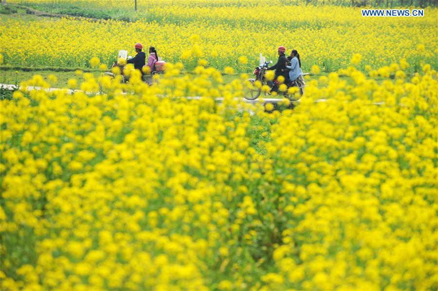 CHINA-GUIZHOU-COLE FLOWER-SCENERY (CN)