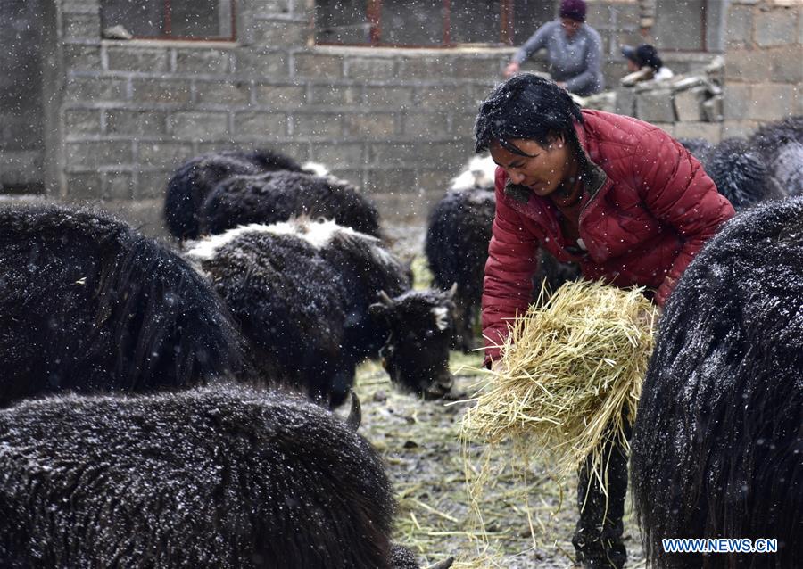 CHINA-QINGHAI-YUSHU-BLIZZARD (CN)