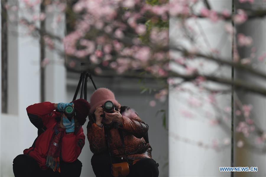 CHINA-HEFEI-PLUM BLOSSOM (CN)