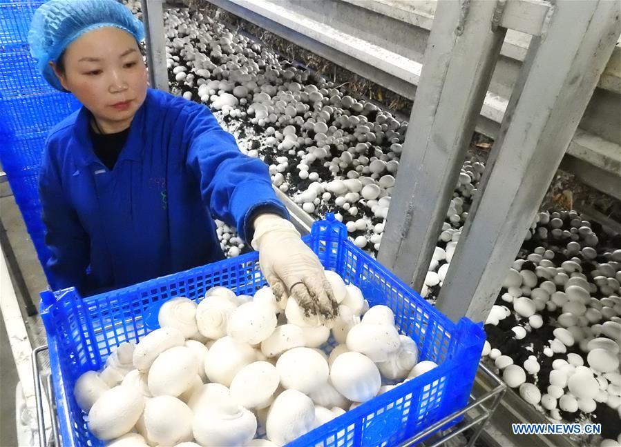 #CHINA-JIANGSU-LIANYUNGANG-MUSHROOMS (CN)