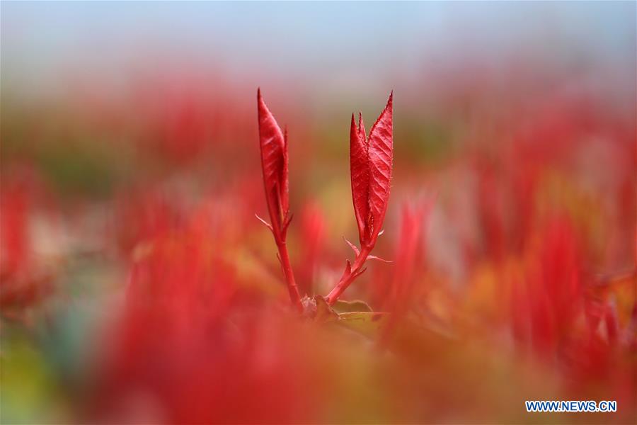 #CHINA-GUIZHOU-BIJIE-SPRING LEAVES (CN)