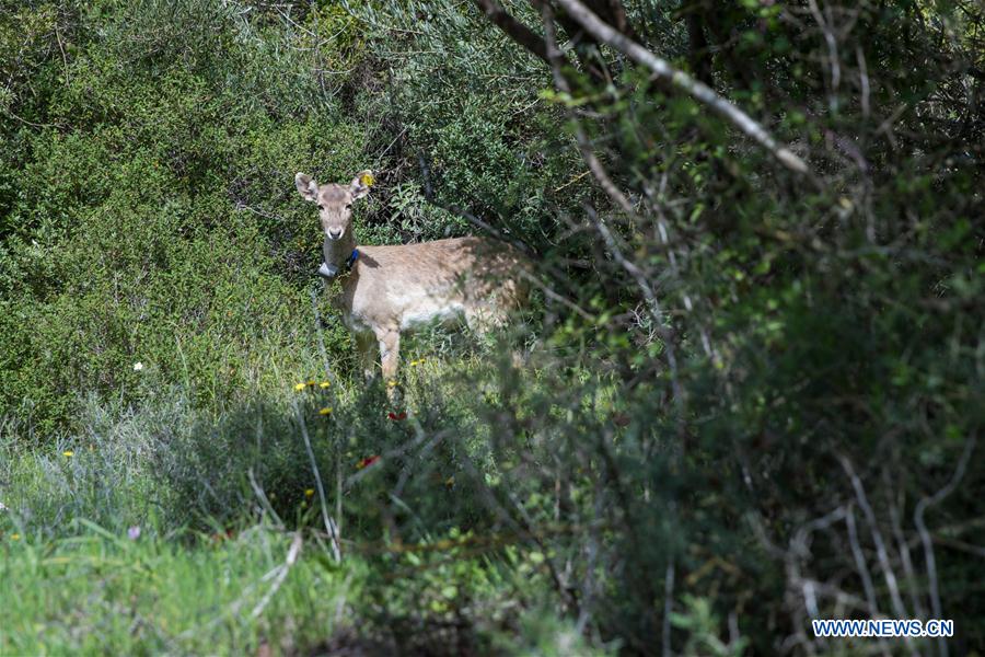 MIDEAST-JERUSALEM-PERSIAN FALLOW DEER-RELEASE