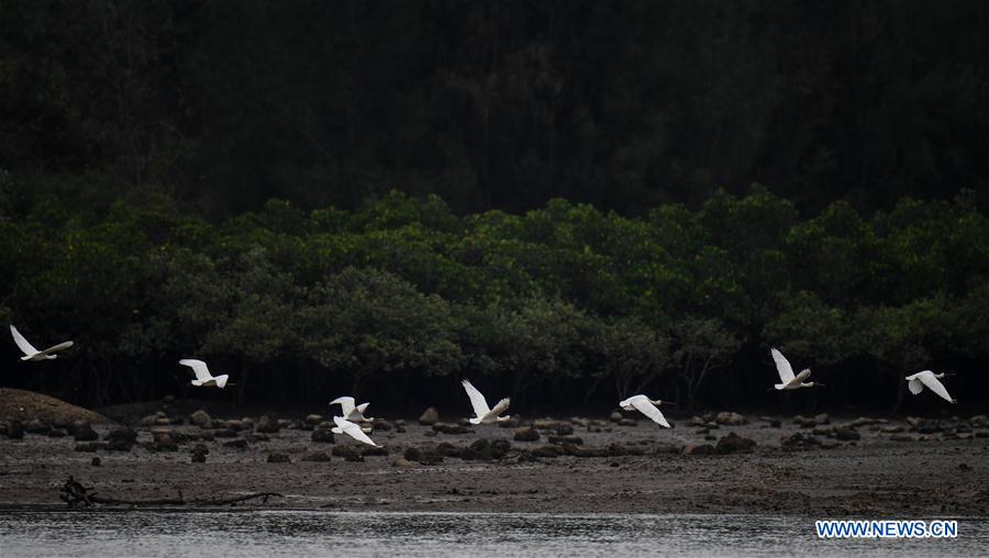 CHINA-HAINAN-SPRING-SPOONBILLS (CN)