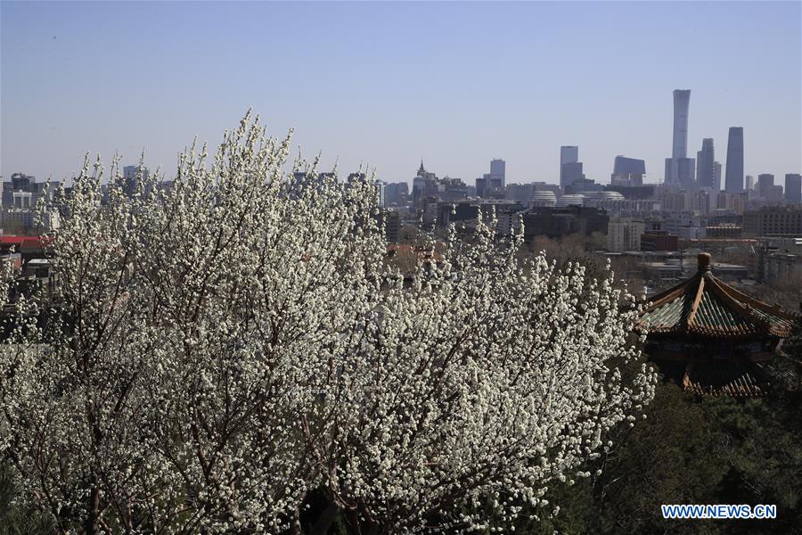 #CHINA-BEIJING-PEACH BLOSSOMS (CN)