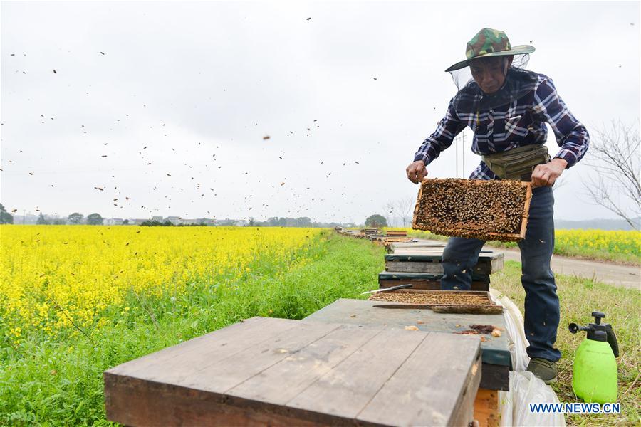 #CHINA-HUNAN-SPRING-BEE FARM (CN)