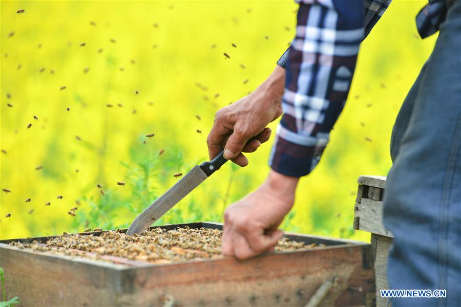 #CHINA-HUNAN-SPRING-BEE FARM (CN)